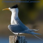 Vogel, Naturschutz, Umweltschutz