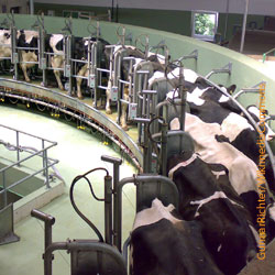 Melkkarussell, Landwirtschaftspolitik, Landwirtschaft,