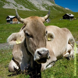 Milchkuh, Landwirtschaftspolitik