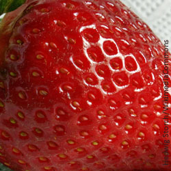 Erdbeere, Verbraucherschutz