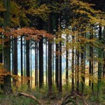 Wald, Umweltpolitik, Umweltschutz, Forst, Ländlicher Raum