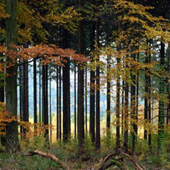 Wald, Umweltpolitik, Umweltschutz, Forst, Ländlicher Raum