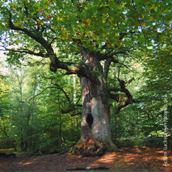 Beberbeck, Wald, Forst, Ländlicher Raum