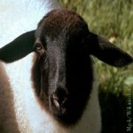 LÄndlicher Raum, Landwirtschaft, Schaf