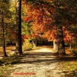 Wald, Forstpolitik, Ländlicher Raum