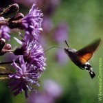 Bioreservat Rhön, Umweltschutz, Naturschutz