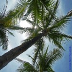 Palmen, Finanzpolitik, Steuerhinterziehung