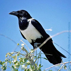 Pied_Crow, Naturschutz, Umwelt