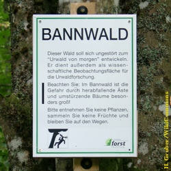 Bannwald Wald, Forst, Umwelt, Natur