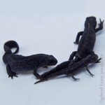 kammmolche, Naturschutz