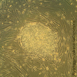 Stammzellen, Tierversuche, Tierschutz