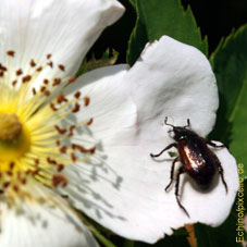 Naturschutz-Blume-und-Käfer