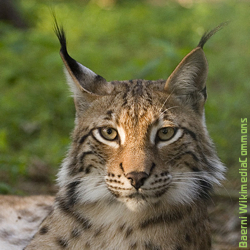 Lynx_1lynx_poing