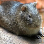 Wildmeerschweinchen-06