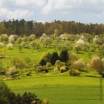 Streuobstwiese