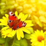 Natur, Landwirtschaft, Tiere, Arterhaltung, Umweltschutz, Ländliches Wohnen